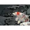 DYNAMIX Koi Pellets Large 4 l - krmivo