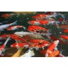 DYNAMIX Koi Pellets Large 20 l - krmivo