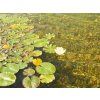 C Controllingalgae