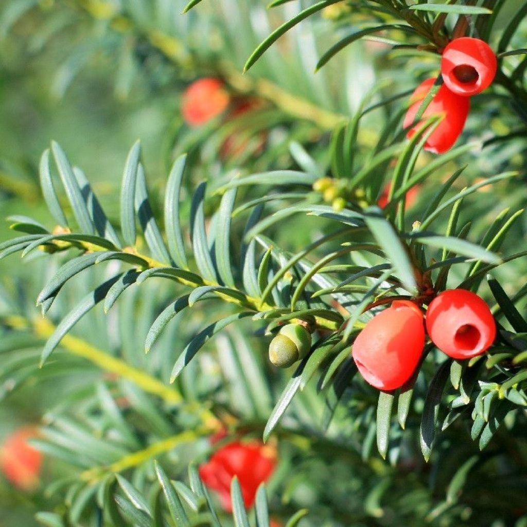 Tis obyčajný 60/80cm Taxus baccata - OASIS.SK