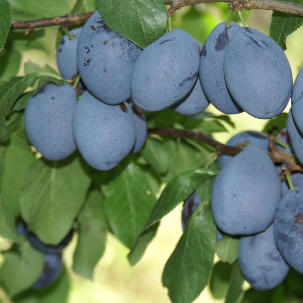 Slivka Jojo veľmi skorá, samoopelivá, voľnokorenná  Prunus domestica Jojo
