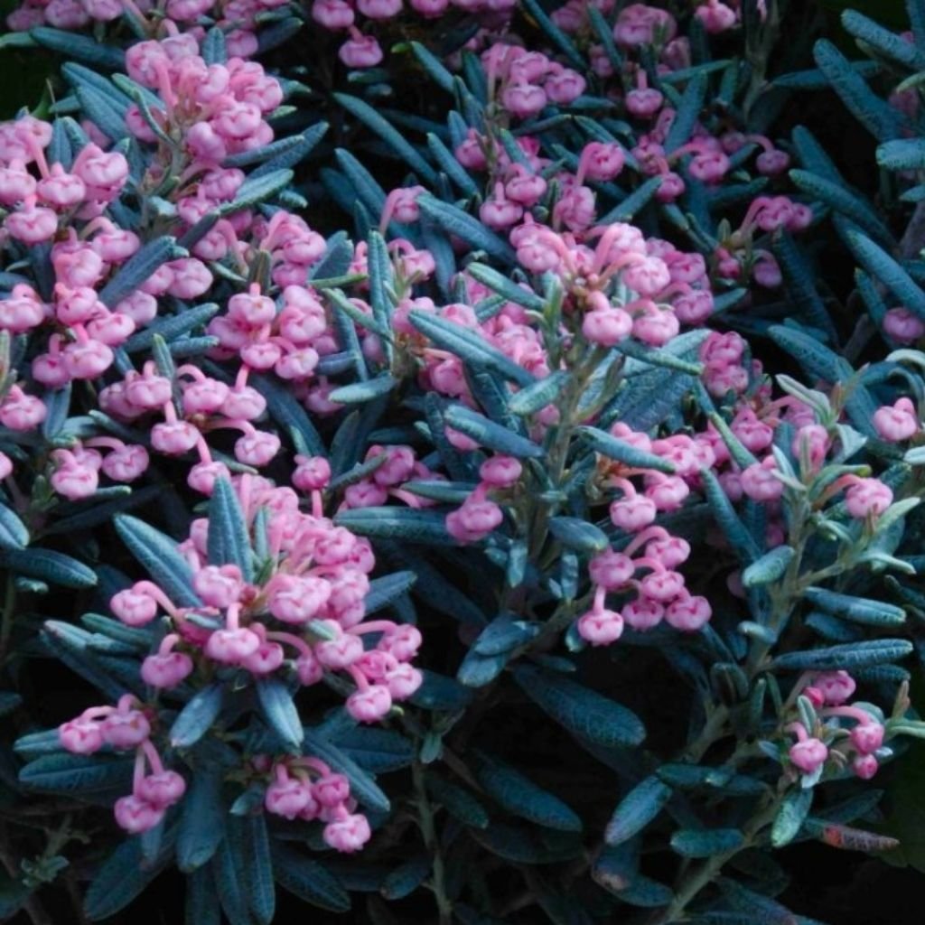 Andromeda sivolistá Blue Ice 20/25cm  Andromeda polifolia Blue Ice