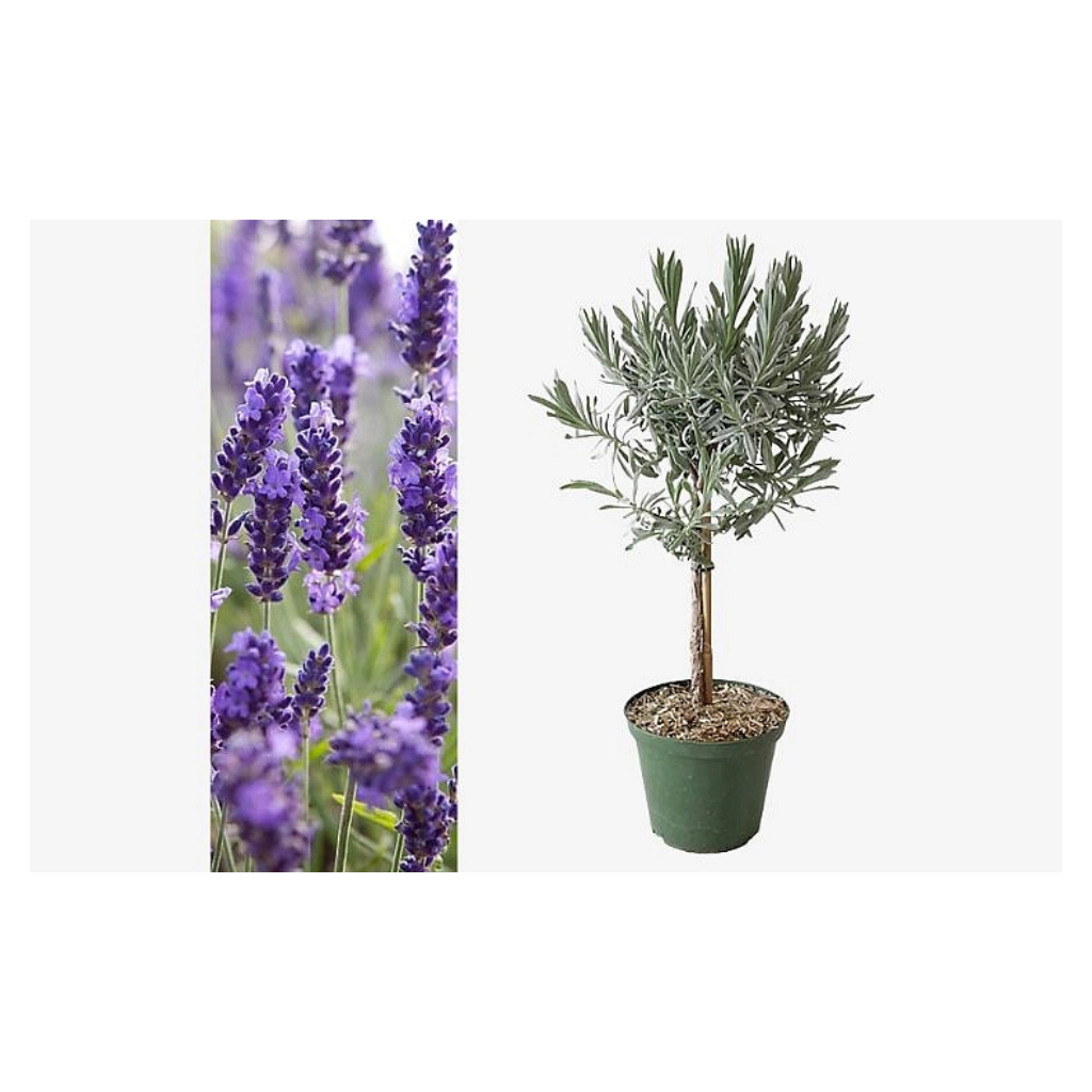 Levanduľa úzkolistá, v črepníku P14