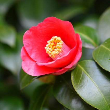 Kamelia japonska mix 60/80 5l/3l  Camellia japonica