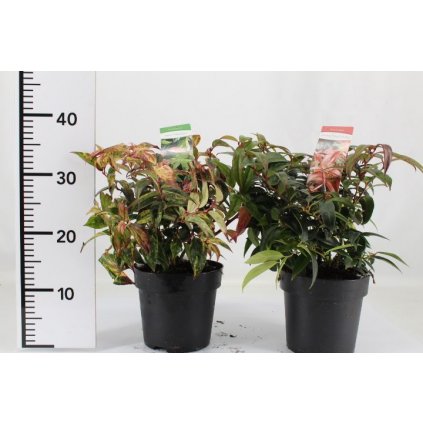 Leukotea Zeblid 25/30  Leucothoe Zeblid