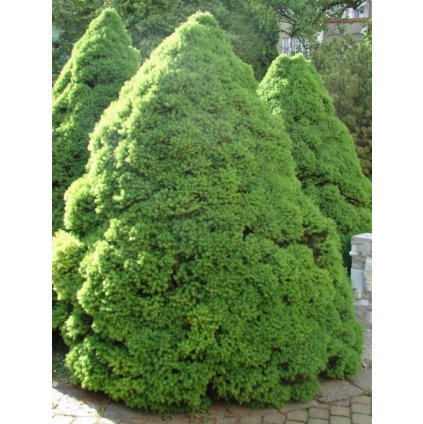 Smrek biely conica 60/80cm  Picea glauca Conica