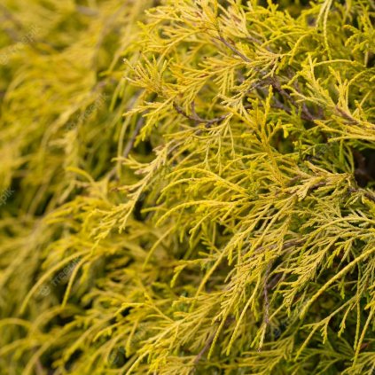 Cypruštek hrachonosný ´Filifera Aurea´, v črepníku 2/3l  Chamaecyparis pisifera ´Filifera Aurea´