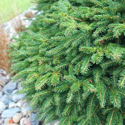 Smrek omorikový Karel 20/25  Picea omorika ´Karel´