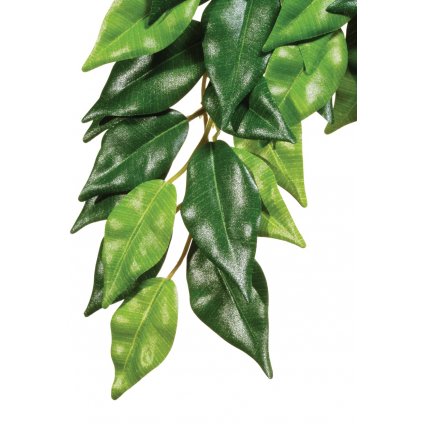 Ficus silk medium rastlina do terária Hagen Exo terra