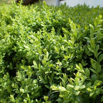 Krušpán vždyzelený postava  Buxus sempervirens postava