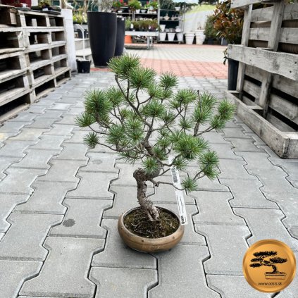 Bonsaj Borovica málokvetá 40/45cm  Bonsai Pinus parviflora 40/45 cm