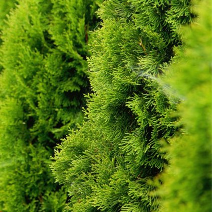 Tuja západná golden smaragd 2l  Thuja occidentalis golden smaragd 2l