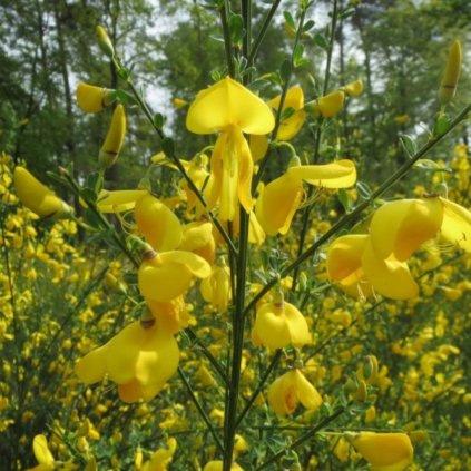 Prútnatec mix 30/40cm, 1,5l  Cytissus scoparius in cultivars