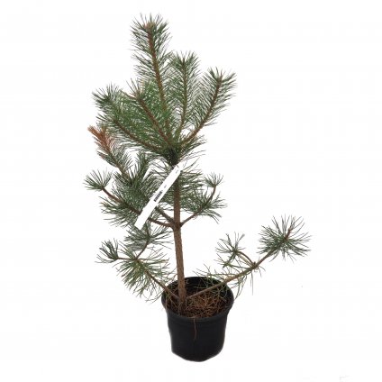 Borovica čierna 60/80  Pinus nigra