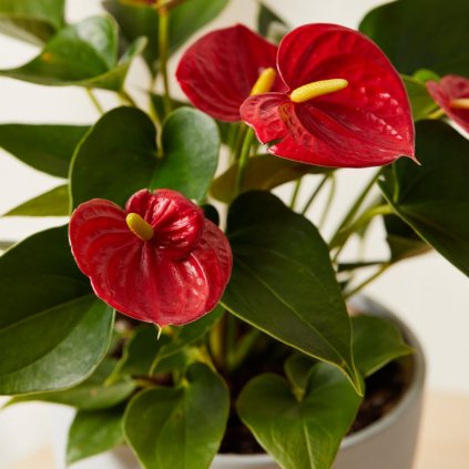 Antúria Madural 60cm  Anthurium Madural