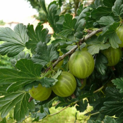 Egreš Invicta stromčekový biely voľnokor., km60cm  Ribes uva-crispa Invicta