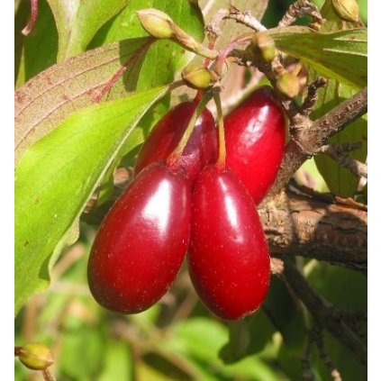 Drieň jedlý Radosť, skorý, veľkoplodý, voľnokorenný  Cornus officinalis