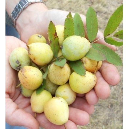 Oskoruša Berkenyefa, kont.  Sorbus domestica