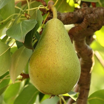 Hruška Williamsova, neskorá letná,maslová chuť, voľnokorenná  Pyrus communis 'Williams'