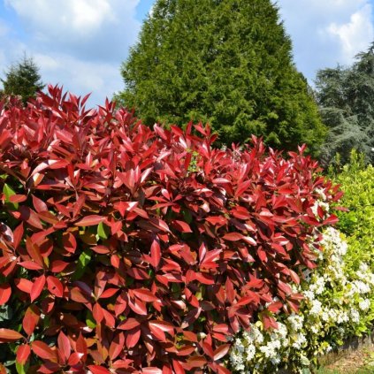 Červienka fraserova Red Robin km clt15, 1/2kmeň  Photinia fraseri Red Robin