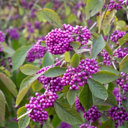 Krásnoplodka Bodinierova Profusion 2l  Calicarpa bodinieri Profusion