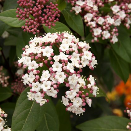 Kalina vavrínolistá km70cm  Viburnum tinus