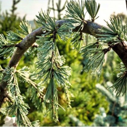 Céder atlantský Glauca, výška 300/400 cm, v črepníku  Cedrus atlantica glauca