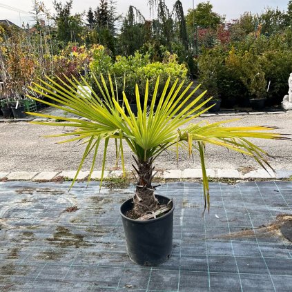 Palma vysoká 30/40cm clt30 km80-100cm  Trachycarpus Fortunei, Chamaerops excelsa