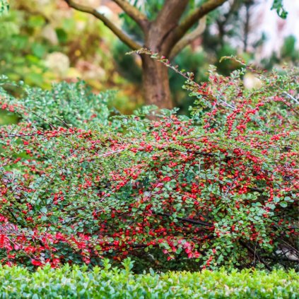 Skalník  2l  Cotoneaster 2l