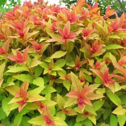 Tavoľník japonský Goldflame 1l/2l  Spiraea japonica goldflame