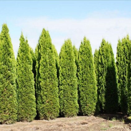 Tuja západná smaragd bal. 160/190cm  Thuja occidentalis smaragd bal. 160/190cm