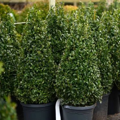 Krušpán vždyzelený kužel 80/90  Buxus sempervirens kužel 80/90