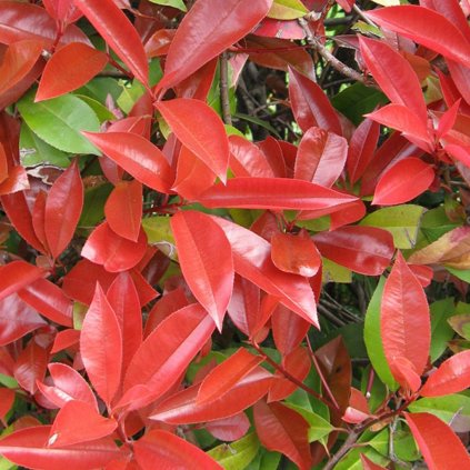 Červienka Fraserova Red Robin 30/50  Photinia fraseri Red Robin