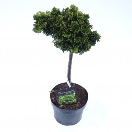 Cypruštek tupolistý Nana Gracilis, na kmienku 40 cm, v črepníku  Chamaecyparis obtusa Nana Gracilis