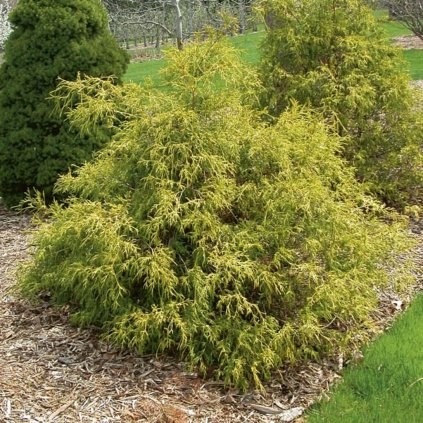 Cypruštek hrachonosný Filifera, výška 25/30 cm, v črepníku  Chamaecyparis pisifera Filifera