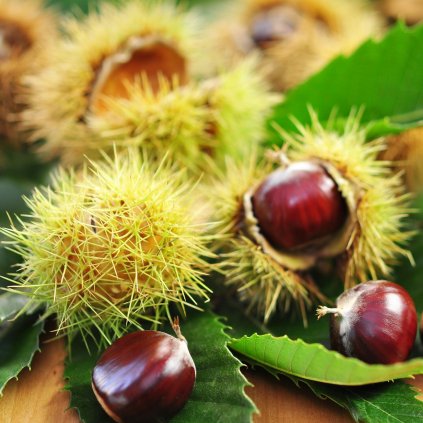 Gaštan jedlý Bouche de Betizac’ 18l, 5/6cm, 3/4kmeň  Castanea sativa Bouche de Betizac’