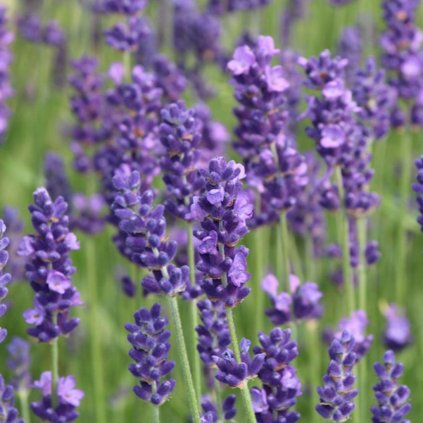 Levanduľa lekárska 1,5l  Lavandula officinalis