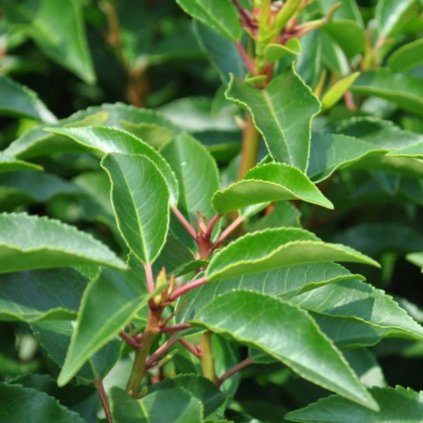 Vavrínovec portugalský angustifolia 40/50  Prunus lusitanica angustifolia 40/50