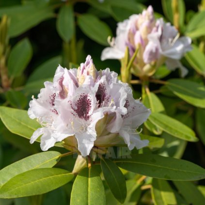 Rododendron hybrid cultivars 50/60  Rhododendron hybrid cultivars 50/60