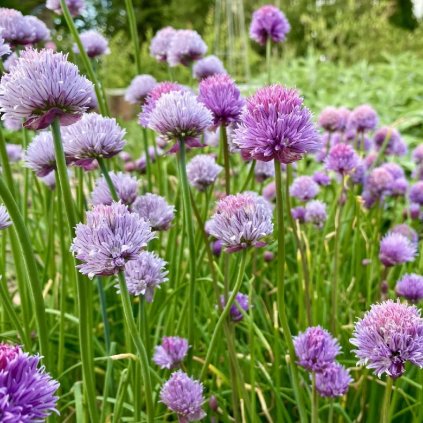 Bylinky pažítka  Allium schoenoprasum