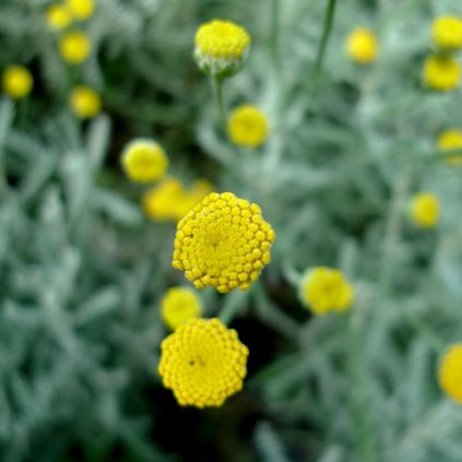 santolina k9  Santolina