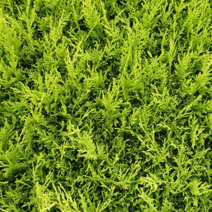 Cyprusovec leylandský Castlewellan Gold, špirála, výška 80/100 cm, v črepníku 10l  Cupressocyparis leylandii Castlewellan Gol