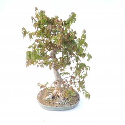 Bonsaj Javor  Bonsai Acer