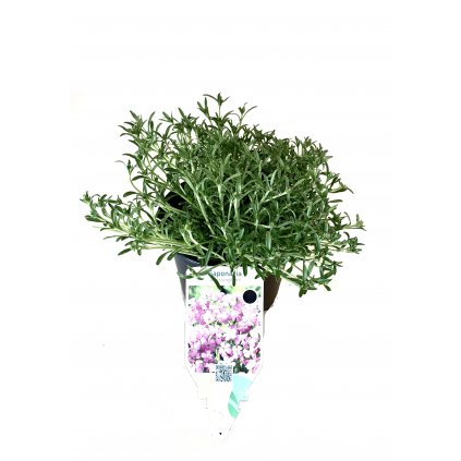 Trvalka Mydlica ružová C1  Saponaria