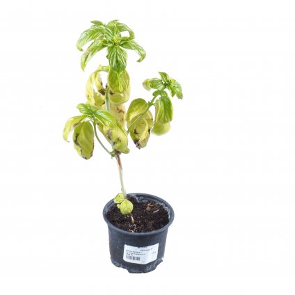 Bylinky Bazalka  Ocimum basilicum