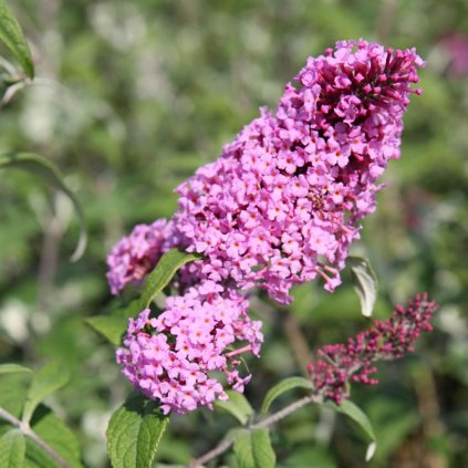 Budleja Dávidova pink delight 2l  Buddleja davidii