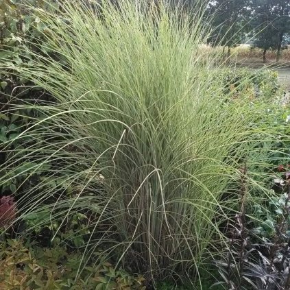 Trávy mix 2l Miscanthus mix 2l