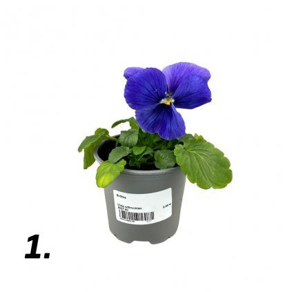 Sirôtka, v črepníku  Viola wittrockian