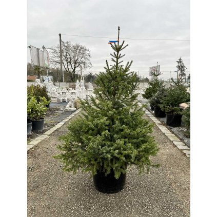 Smrek omorikový 125/150 cm  Picea omorika