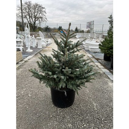 Smrek pichľavý glauca  80/100  Picea pundens glauca